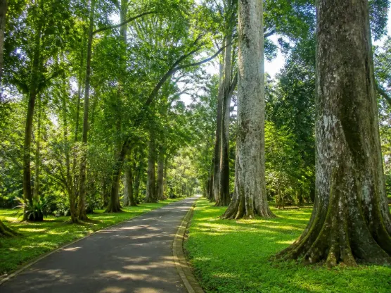 Panduan One Day Trip ke Bogor yang Praktis