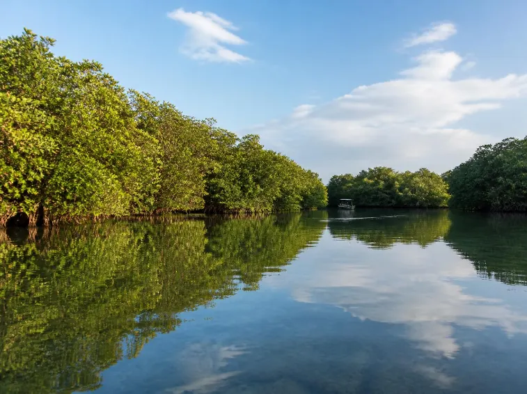 Paket Trip Nusa Lembongan Mangrove