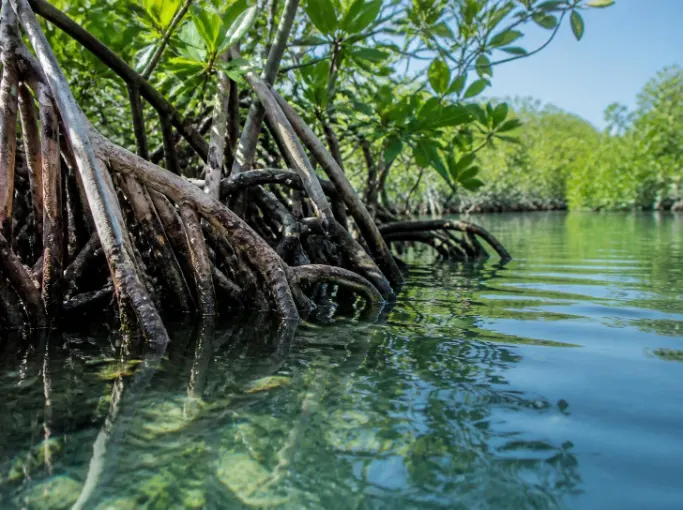 Paket Trip Nusa Lembongan Mangrove