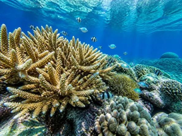 Paket Tour Karimunjawa