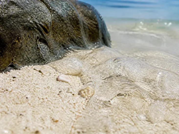 Paket Tour Pantai Papuma