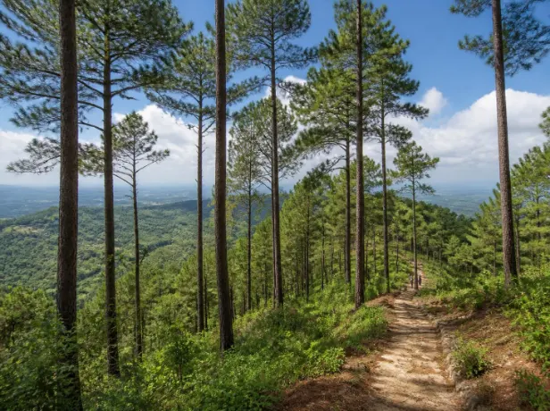 Paket Tour Pinus Pengger