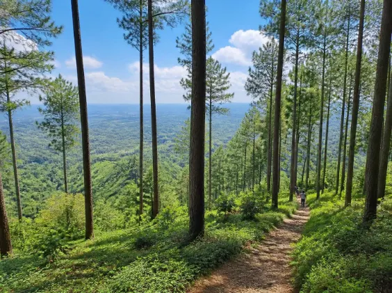Paket Tour Pinus Pengger