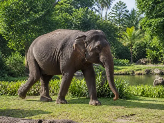 Paket Tour Bali Safari & Marine Park