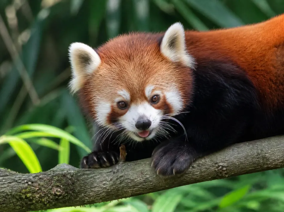 Paket Tour Taman Safari Indonesia