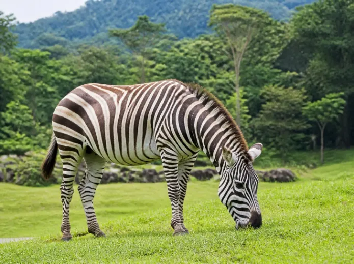 Paket Tour Taman Safari Indonesia