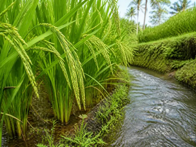 Paket Tour Ubud & Tegallalang