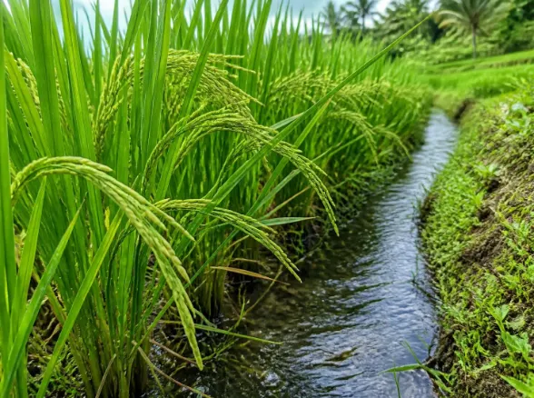 Paket Tour Ubud & Tegallalang