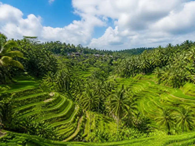 Paket Tour Ubud & Tegallalang